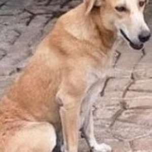 Missing: Brown Female Indie Dog from Gogol Area, Manovikas School-3