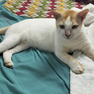 Missing: White Male Indie Cat from Tarulia, Newtown jhil par near Natraj tower-2