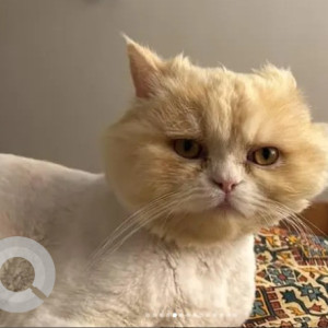 A White-Brown Mix Persian Cat Missing from Tejaswini Nagar, Bengaluru