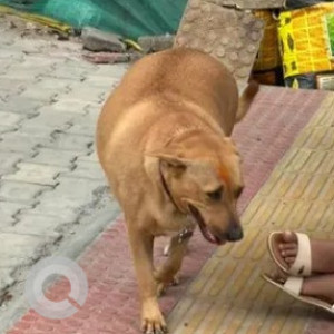 A Brown Indie Dog Found from Kodihalli, Bengaluru-2