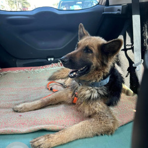 Found: Black and Brown Female German Shepherd Dog from Mitiganehalli area, near Alternate Airport Road, close to Kannur