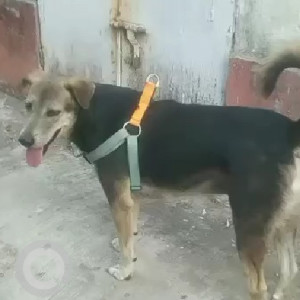 Missing: Black and Brown Male Indie Dog from Dahisar west-2