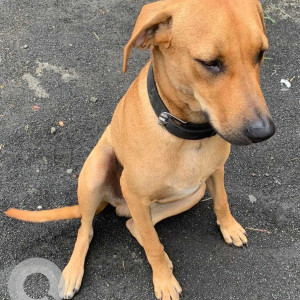 Found: Brown Male Indie Dog from Skyi Songbird Society, Tower 2, Bhugaon