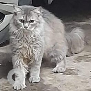 Found: White Male Persian Cat from Sahakar Nagar, Pune