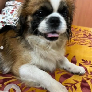 Found: Brown Not Available Golden Retriever Dog from Bedarahalli, Magadi Road-2