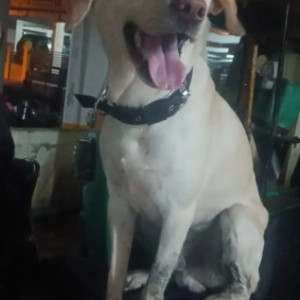 A White Labrador Dog Found from Gottigere, Bengaluru-2
