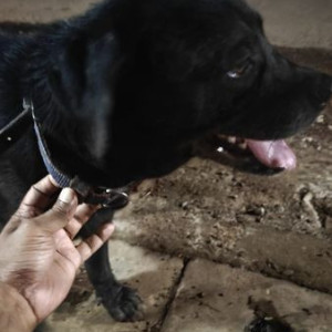 Found: Black Male Labrador Dog from Assagao