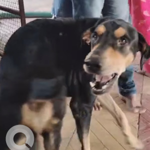 Found: Black and Brown Male Doberman Dog from Sai Park Lane no 3, Handewadi Road