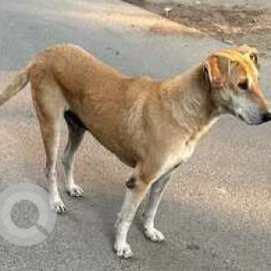 Found: White-Brown Mix Female Indie Dog from Dlf phase 2, Gurgaon