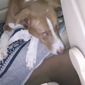 Missing: Brown Male Indie and Labrador cross Dog from Hydershahkote, Hyderabad-2