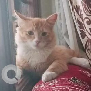 Missing: Orange Male Indie semi Persian Cat from Bank Avenue layout