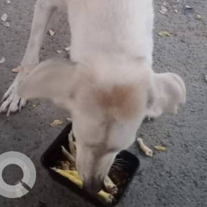 Found: White Male Indie Dog from Gurudwara Colony Lohegaon-3