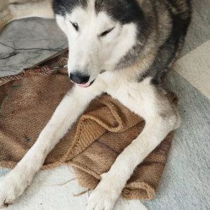 Found: Grey-White Mix Male Husky Dog from Banarghata road, gottikere lake-3