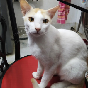 Missing: White Male Indie Cat from Tarulia, Newtown jhil par near Natraj tower