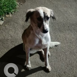 A Black and Brown Indie Dog Found from Mukund Nagar, Pune