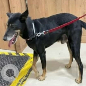 Found: Black and Brown Male Indie Dog from JP nagar 7th phase, South City apartments gate 3 near Putten Halli lake