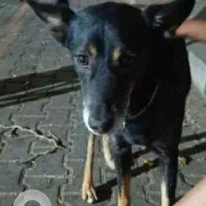 Found: Black and Brown Male Indie Dog from JP nagar 7th phase, South City apartments gate 3 near Putten Halli lake-2