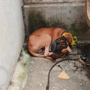 Found: Brown Male Indie Dog from Muktidham CHS, near S. L. Raheja Hospital, Mahim, Mumbai-2