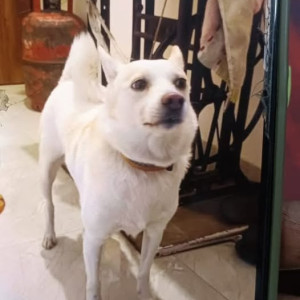 Found: White Male Indie Dog from Deccan Area, Pune