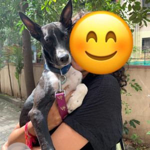 Found: Black and White Male Indie Dog from Kothrud Paranjpe school