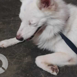 Found: White Male Spitz Dog from Pitampura, Delhi-3
