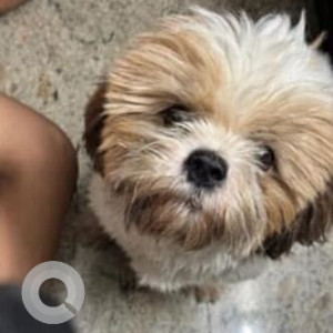 Missing: White-Brown Mix Male Shih Tzu Dog from Kodambakkam loyala school circular park