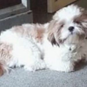Missing: White-Brown Mix Male Shih Tzu Dog from Kodambakkam loyala school circular park-2