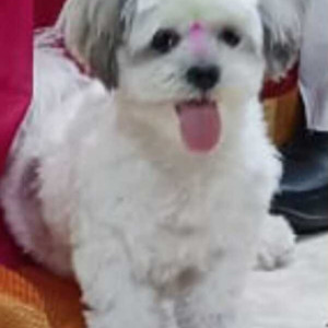 Missing: White Female Lasha Apsho Dog from Howrah Sandhya Bazar