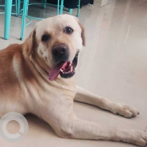 Found: Golden Male Labrador Dog from Zudio near California Road