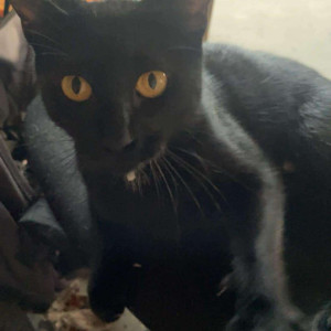 Found: Black Female Indie Cat from Cabot