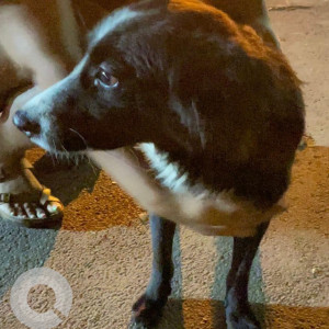 Found: Black and White Male Indie Dog from Caterbury Castle 232 near 80 ft road Indiranagar-2