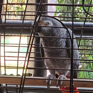 Missing: Grey Male African grey parrot Bird from Dindoshi, Goregoan East