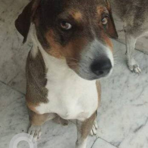 Missing: White-Brown Mix Male Indie Dog from Gokuldham Shopping Center Dominoz pizza Goregoan East