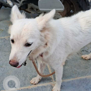 Found: White Male Pomeranian Dog from Puducherry, Darmapuri-2