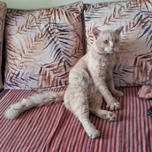 Found: White-Brown Mix Male Persian Cat from Dombivali East