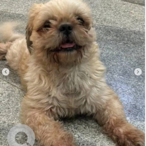 A White and Grey Shih Tzu Dog Found from Krishnarajapura, Bengaluru