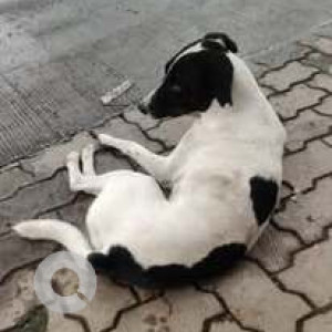 A Black and White Indie Dog Missing from Basavanagudi, Bengaluru