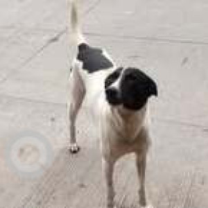 A Black and White Indie Dog Missing from Basavanagudi, Bengaluru-2