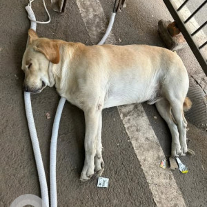 Found: White Male Labrador Dog from Shanti Niketan