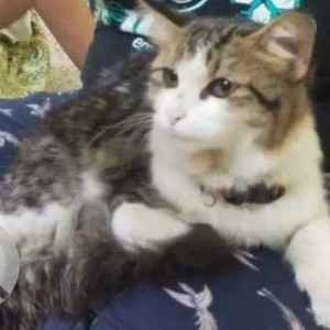 Found: Black and White Male Indie Cat from Kondhwa