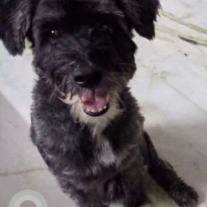 Missing: Black Male Schnauzer Dog from Khairatabad X Roads, Hyderabad