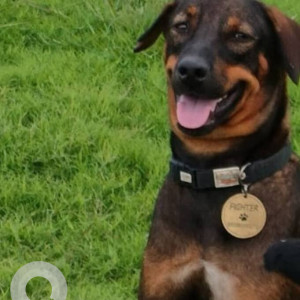 A Black and Brown Indie Dog Missing from Shanthala Nagar, Bengaluru