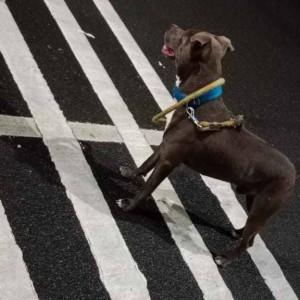 A Brown Indie Dog Missing from Moshi, Pimpri Chinchwad-3