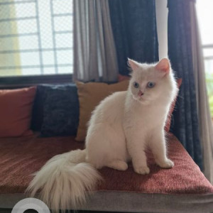Found: White Female Persian Cat from Gareware metro station