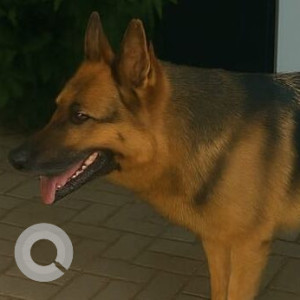 A Black and Brown German Shepherd Dog Found from Undri, Pune