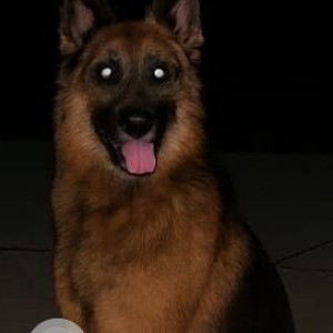 A Black and Brown German Shepherd Dog Found from Undri, Pune-2