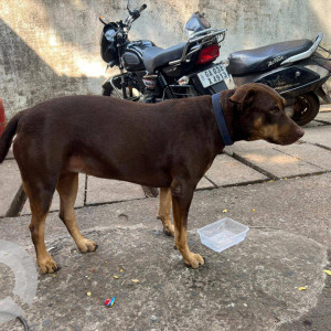 Found: Brown Female Indie Dog from Reis Magos-2