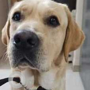 Missing: White Male Labrador Dog from Amit Bloomfield, Ambegaon bk, Pune