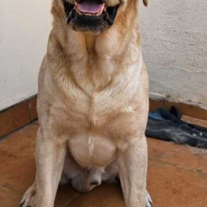 Missing: White Male Labrador Dog from Amit Bloomfield, Ambegaon bk, Pune-3