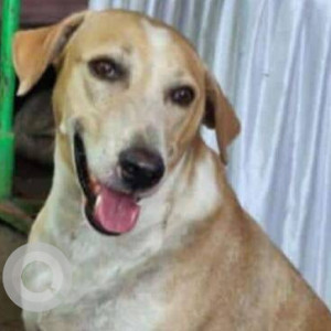 Missing: Brown Male Indie Dog from Chira Bazar